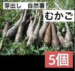 2026年最新】自然薯 種芋の人気アイテム - メルカリ