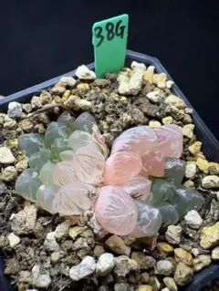 68g 多肉植物 ハオルチア 紅アイスライト錦 自家繁殖 鉢植え発送