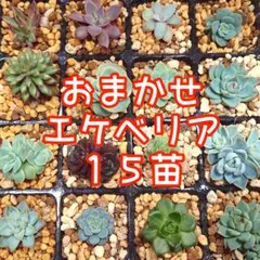韓国苗 15苗ちびちゃん詰め合わせ！多肉植物 MIX苗 交配苗など
