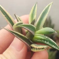 2026年最新】アガベ 狼人 錦の人気アイテム - メルカリ