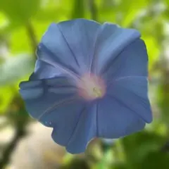 希少★黒女王の苗★青斑入蝉葉濃葡萄鼠丸咲大輪（黒女王)★開花苗一苗★60センチC 希少☆大輪朝顔☆黒女王の苗☆青斑入蝉葉濃葡萄鼠丸咲大輪（黒女王)☆9