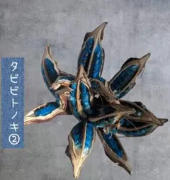 タビビトノキ　旅人の木　オオギバショウ　オブジェ　置物　沖縄