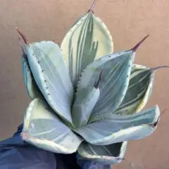 強靭】 アガベ プロト アメリカーナ レモンライム エクスパンサパリ