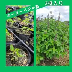 Mina様 リクエスト 2点 まとめ商品