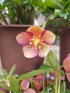 2025年最新】大木ナーセリーの人気アイテム - メルカリ