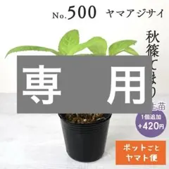どらにゃん様専用 【ポットごとヤマト便376】ヤマアジサイ3点 - メルカリ