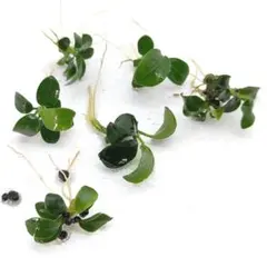 ケンシンマン様 リクエスト 3点 まとめ商品