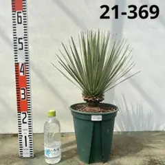 ユッカ　ロストラータ【21-369】超美形　シルバーブルー 2025年最新】ロストラータ シルバーの人気アイテム - メルカリ