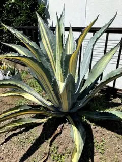 2025年最新】アガベ アメリカーナ縞斑の人気アイテム - メルカリ