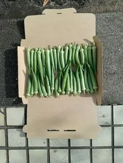 朝採れ 丸オクラ エメラルド35〜45本のサムネイル