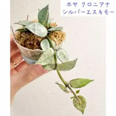 ホヤ クロニアナ シルバーエスキモーのサムネイル