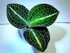 上州人様 リクエスト 2点 まとめ商品