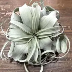 バルフシー·ラージクローン クランプ Tillandsia - メルカリ