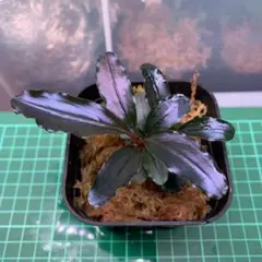 ブセファランドラ sp.Red spatha daerah sekadau - メルカリ