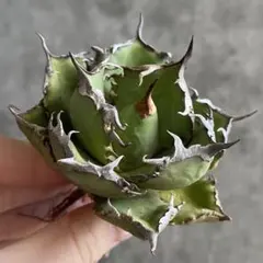 2026年最新】アガベ FO-076の人気アイテム - メルカリ