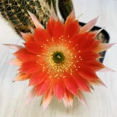サボテン カキコ苗 開花サイズ 濃い香り - メルカリ