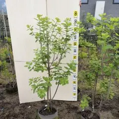 スモークツリー　ピンクエンジェル　畑5 スモークツリー ピンクエンジェル 畑5 - メルカリ