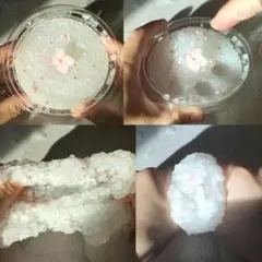 紫 陽 花