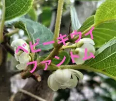 2026年最新】キウイ花粉の人気アイテム - メルカリ