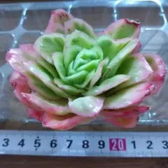 T-BEN❇️様 リクエスト 2点 まとめ商品