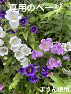 まりん様の専用のページ