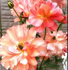 ラナンキュラスラックス　ディオネ　超希少　発芽済み　メルカリ便発送 ラナンキュラスラックスディオネ 発芽苗 希少品種 - メルカリ