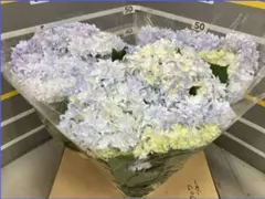 ☆ハイドランジア♡アジサイ☆カノン ブルー☆5.5号鉢☆超希少
