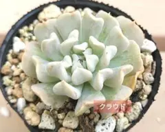 鈴木小夜子様 リクエスト 2点 まとめ商品