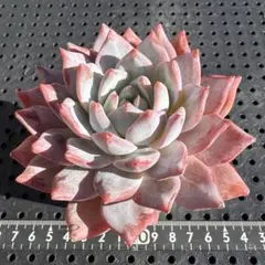 多肉植物 大苗 ブルーバード ※カット苗 No.4