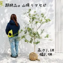 超絶品。山採りツリバナマユミ本株大株立ち2.2M(鉢底から) - メルカリ