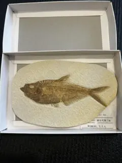 2025年最新】魚化石の人気アイテム - メルカリ