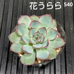 まりん様 リクエスト 3点 まとめ商品