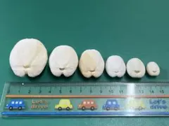 ブンブクセット♡ウニ殻♡標本 ブンブクセット♡ウニ殻♡標本