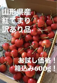 매진됐어요!야마가타현산 체리 “베니 테마리”가 800g 번역되어 있습니다.
