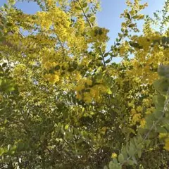 かず様専用です！！　パールミモザ！アカシア 90サイズ！箱いっぱい！保水あり！