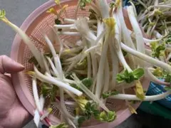 ハマボウフウ　天然物　北海道道東産のサムネイル