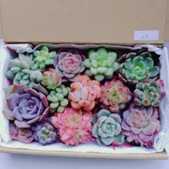 23.多肉植物エケベリア　カット苗　詰め合わせ　韓国苗入り