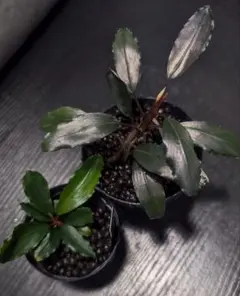実生ブセ】Bucephalandra cv.