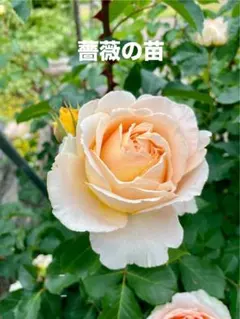 2026年最新】バラ挿し木苗の人気アイテム - メルカリ