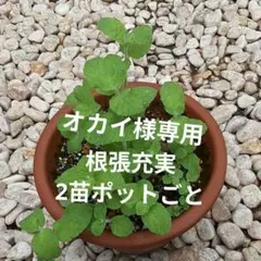 アップルM ペパーM