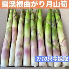 ❤️毎年大人気❣️ 天然 月山筍 箱込み約1キロ 細め 根曲がり竹 姫竹 山菜862のサムネイル