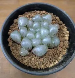ハオルチア　大型紫オブツーサ　3のサムネイル