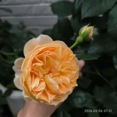 ミニバラ♡オレンジ♡3号♡ポットごと宅急便コンパクト - メルカリ