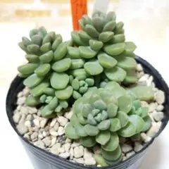 多肉植物☆王様トマト○ロウルサンコさん苗 多肉植物☆王様トマト○ロウルサンコさん苗 - メルカリ
