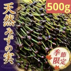 ♥毎年大人気♥ 秋田県産 みずのこぶ みずの実 500g まもなく終了