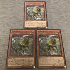 遊戯王 捕食植物サンデウ・キンジー DP22 3枚セット
