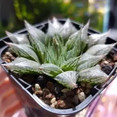 多肉植物 旧氷砂糖 錦 抜き苗 - メルカリ