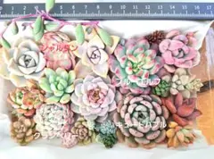 多肉植物⑪　カット苗　名前なし　寄せ植え　多肉弁当