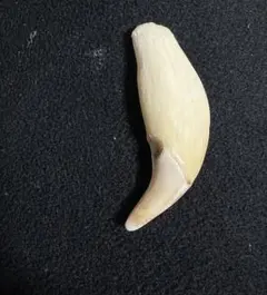 みほん様専用 2個です