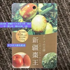 巨大実　新疆ナツメ王なつめ　接ぎ木　挿し木　穗木の枝　5本のサムネイル
